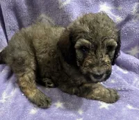 Gary, a male Poodle - Standard  for sale in Rogersville, TN – 3 of 8