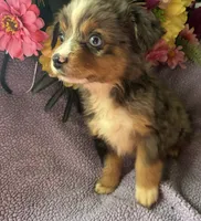 Margarita, a female Miniature Australian Shepherd for sale in Rogersville, TN – 5 of 6