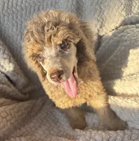 Johnny Castle, a male Poodle - Standard  for sale in Rogersville, TN – 2 of 8