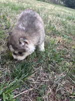 Bleau, a male Siberian Husky for sale in Rogersville, TN – Photo 5 of 7