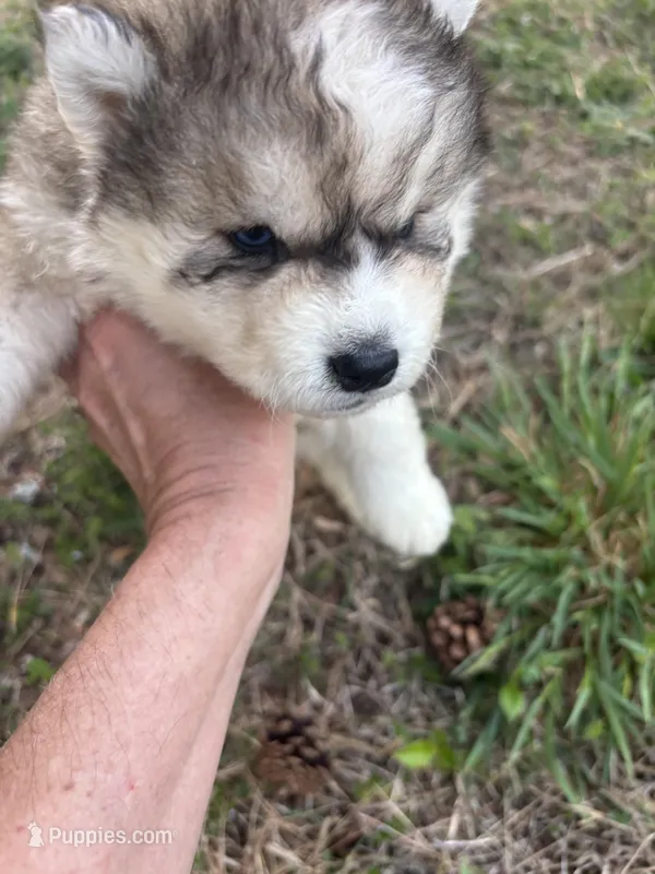 Bleau – Siberian Husky puppy for sale in Rogersville, TN