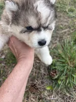 Bleau, a male Siberian Husky for sale in Rogersville, TN – Photo 1 of 7
