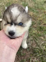 Bleau, a male Siberian Husky for sale in Rogersville, TN – Photo 4 of 7