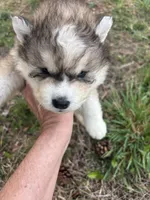 Bleau, a male Siberian Husky for sale in Rogersville, TN – Photo 3 of 7