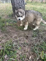 Bleau, a male Siberian Husky for sale in Rogersville, TN – Photo 7 of 7