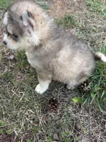 Bleau, a male Siberian Husky for sale in Rogersville, TN – Photo 6 of 7