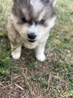 Bleau, a male Siberian Husky for sale in Rogersville, TN – Photo 2 of 7