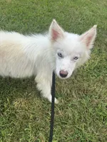 Ice, a male Pomsky for sale in Rogersville, TN – 3 of 7