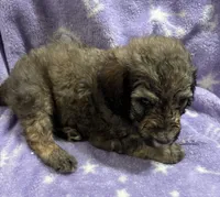 Gary, a male Poodle - Standard  for sale in Rogersville, TN – 5 of 8