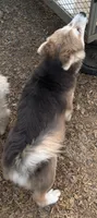 Blue, a male Pomsky for sale in Rogersville, TN – 3 of 3