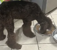 Diva, a female Poodle - Standard  for sale in Rogersville, TN – 4 of 7