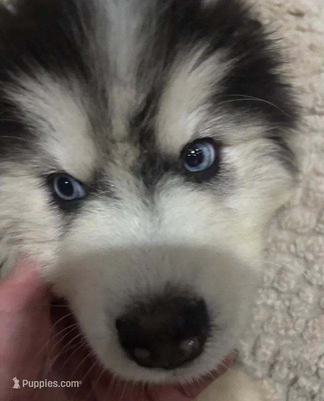 Denali – Siberian Husky puppy for sale in Rogersville, TN