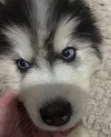 Denali, a male Siberian Husky for sale in Rogersville, TN – 1 of 10