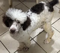 Dottie, a female Poodle - Standard  for sale in Rogersville, TN – 2 of 3