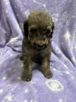 Michael, a male Poodle - Standard  for sale in Rogersville, TN – 5 of 10