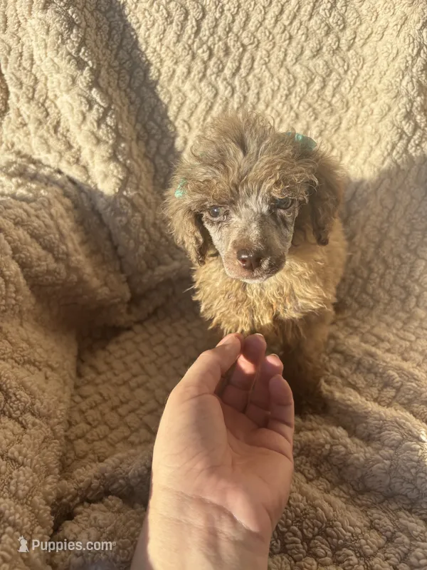 Baby – Poodle - Standard  puppy for sale in Rogersville, TN