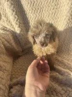 Baby, a female Poodle - Standard  for sale in Rogersville, TN – 1 of 10