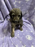 Gary, a male Poodle - Standard  for sale in Rogersville, TN – 7 of 8