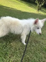 Ice, a male Pomsky for sale in Rogersville, TN – 2 of 7