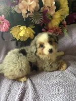 Cuervo, a female Miniature Australian Shepherd for sale in Rogersville, TN – 8 of 8