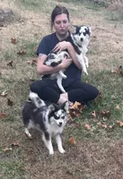 Jewel, a female Pomsky for sale in Rogersville, TN – Photo 3 of 5