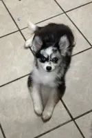 Jewel, a female Pomsky for sale in Rogersville, TN – Photo 1 of 5