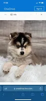 Jewel, a female Pomsky for sale in Rogersville, TN – Photo 5 of 5