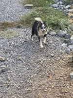 Jewel, a female Pomsky for sale in Rogersville, TN – Photo 4 of 5