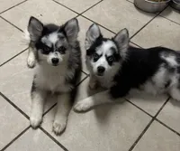 Jewel, a female Pomsky for sale in Rogersville, TN – Photo 2 of 5