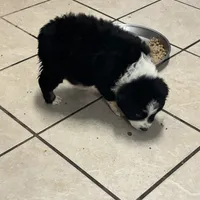 John Boy, a male Australian Shepherd for sale in Rogersville, TN – Photo 7 of 10