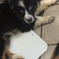 John Boy, a male Australian Shepherd for sale in Rogersville, TN – Photo 3 of 10