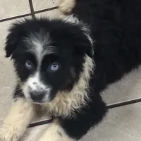 John Boy, a male Australian Shepherd for sale in Rogersville, TN – Photo 6 of 10
