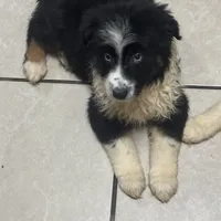 John Boy, a male Australian Shepherd for sale in Rogersville, TN – Photo 8 of 10