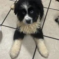 John Boy, a male Australian Shepherd for sale in Rogersville, TN – Photo 5 of 10