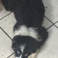 John Boy, a male Australian Shepherd for sale in Rogersville, TN – Photo 2 of 10