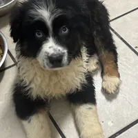 John Boy, a male Australian Shepherd for sale in Rogersville, TN – Photo 4 of 10