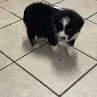 John Boy, a male Australian Shepherd for sale in Rogersville, TN – Photo 10 of 10