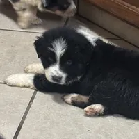 John Boy, a male Australian Shepherd for sale in Rogersville, TN – Photo 9 of 10