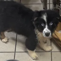John Boy, a male Australian Shepherd for sale in Rogersville, TN – Photo 1 of 10