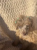 Baby, a female Poodle - Standard  for sale in Rogersville, TN – 6 of 10