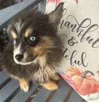 Jethro, a male Miniature Australian Shepherd and Pomsky for sale in Rogersville, TN – 3 of 4