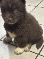 Sparticus, a male Siberian Husky for sale in Rogersville, TN – Photo 3 of 4