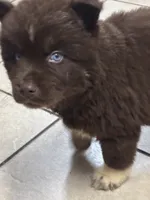 Sparticus, a male Siberian Husky for sale in Rogersville, TN – Photo 1 of 4