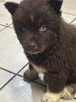 Sparticus, a male Siberian Husky for sale in Rogersville, TN – Photo 4 of 4