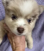 Cosmo, a male Pomsky for sale in Rogersville, TN – 2 of 8