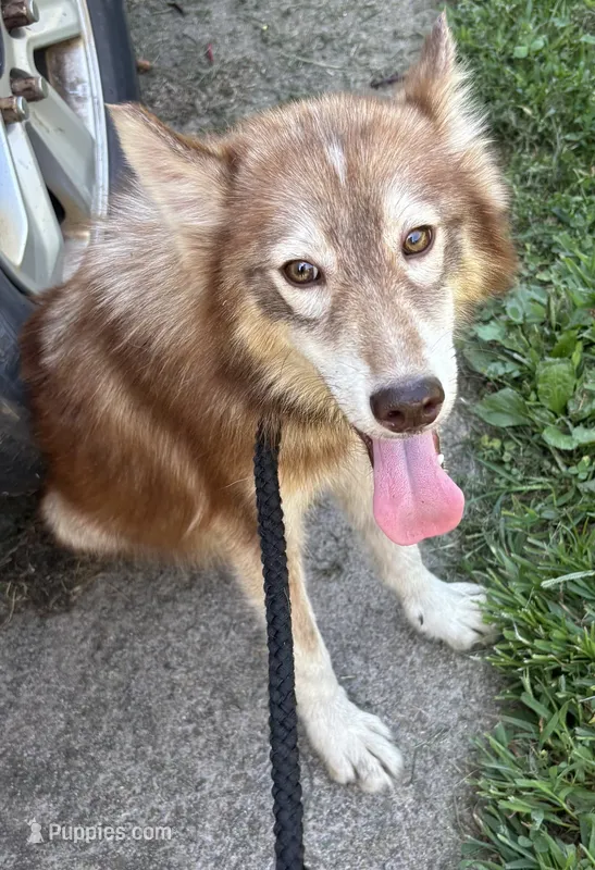 Phoebe – Siberian Husky puppy for sale in Rogersville, TN