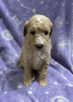 Sally, a female Poodle - Standard  for sale in Rogersville, TN – 6 of 10