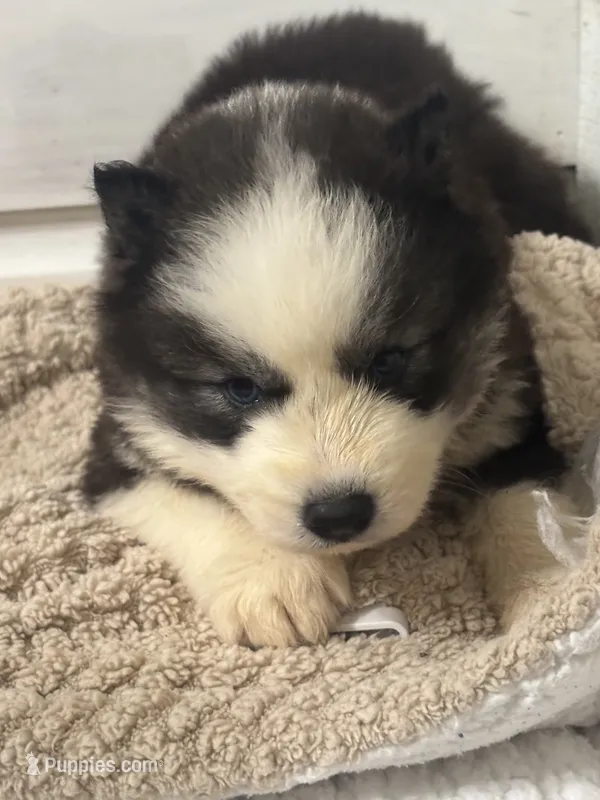 Legend – Siberian Husky puppy for sale in Rogersville, TN