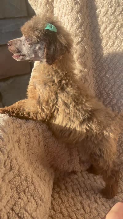 Baby, a female Poodle - Standard  for sale in Rogersville, TN – 10 of 10