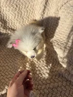 Ellee May, a female Pomsky for sale in Rogersville, TN – 5 of 8
